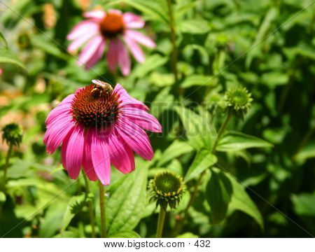 Bee On Flower