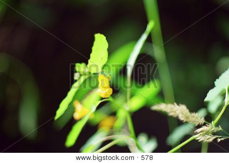 Wild Yellow Snapdragon