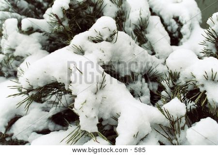 Snow On Branches