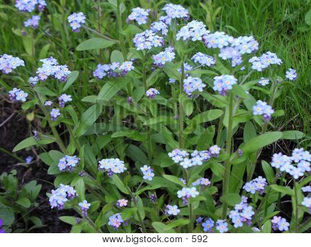 Forget-Me-Nots