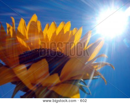 Sunflower In The Sun