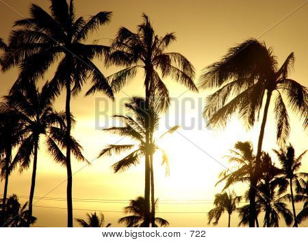 Coconut Trees At Sunset