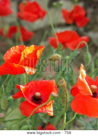 Red Tulips