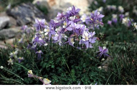 Mountian Tundra Flowers