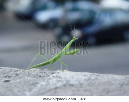 Praying Mantis