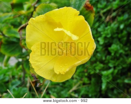 Yellow Flower