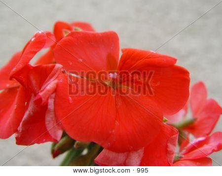 Red Flowers