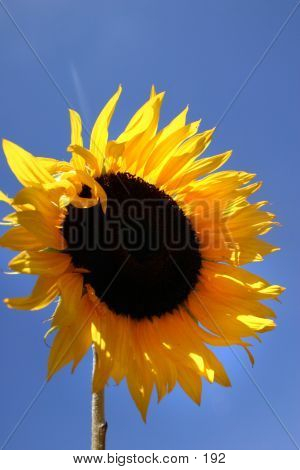 Sunflower Beauty