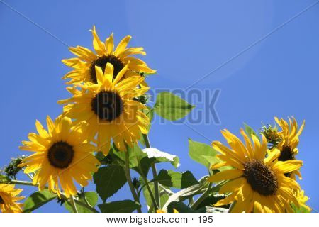 Sunflower Family