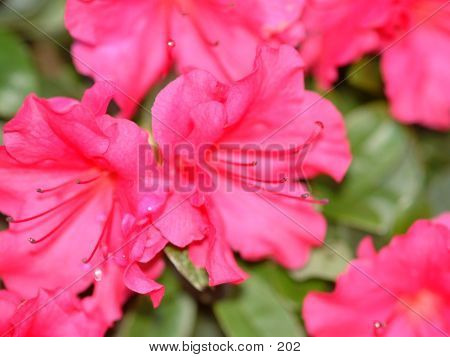 Azalea