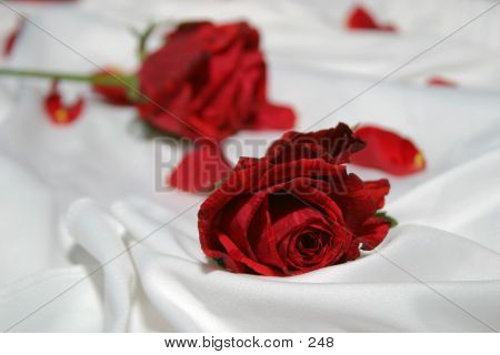 Roses On Silk