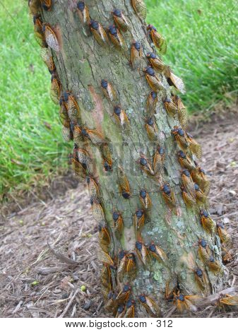 Cicadas On Tree