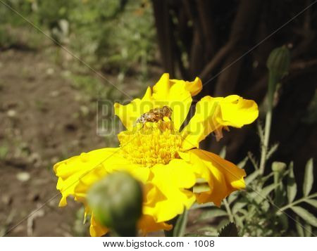 Bee On Yellow Flower