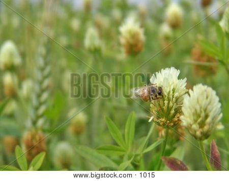 Bee On A Wheat Flower