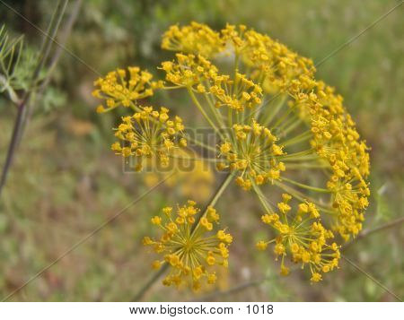 Yellow Flowers