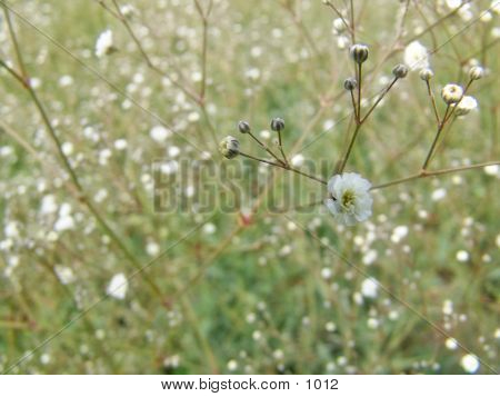 Small Flowers