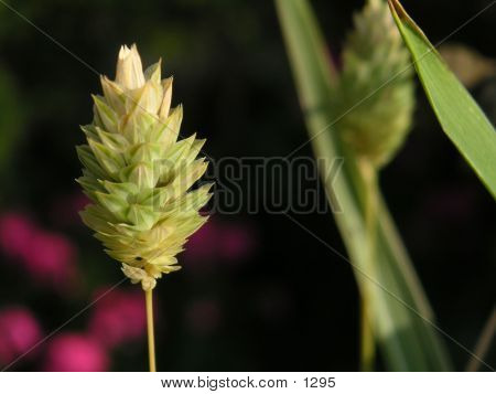 Crisp Seed Head